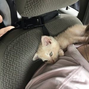 Meet your Posher, Tanyr